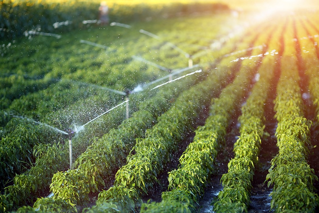 Sprinkler vs. Drip Irrigation Which System Is Best for Your Garden? GLS Landscaping