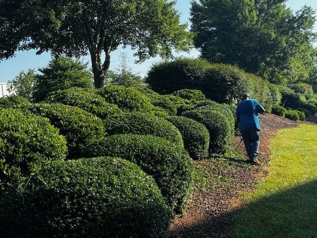 summer commercial landscaping tips